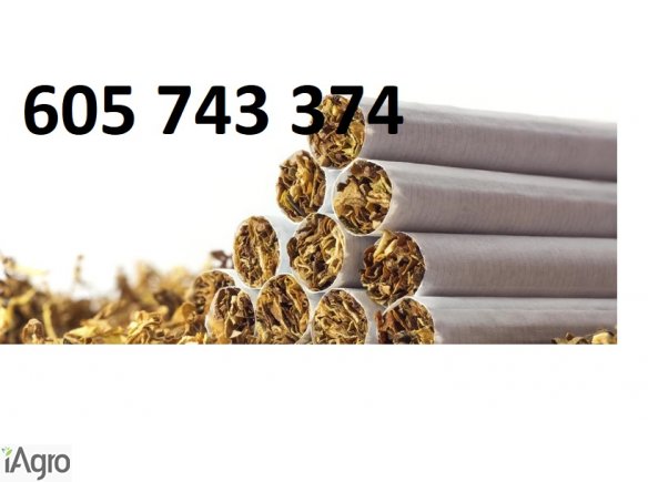 Tani dobry Tyton , Tyton Papierosowy , Tyton do gilz , Tyton Korsarz , Tyton Ondraszek , GWarancja