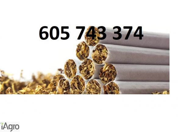 Tyton papierosowy , Tyton do Gilz , Tyton Korsarz , Tyton Ondraszek , Tyton Viceroy , Gwarancja