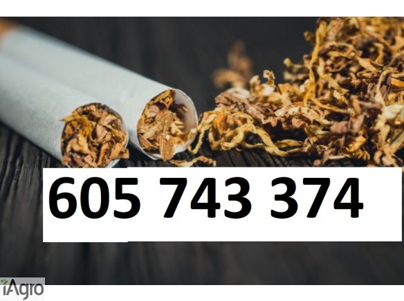 Tani dobry tyton , Tyton papierosowy bez kolkow i mialu , Tyton Korsarz , Tyton Ondraszek