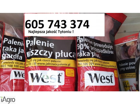 Tani dobry tyton , Tytoń bez śmieci , Tyton do gilz , Tyton papierosowy , Tyton Korsarz , Tyton Ondraszek , RGD