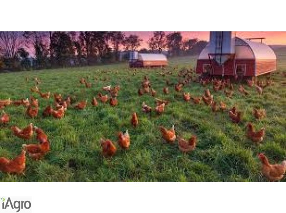  Sprzedam budynki 4tys.zl gospodarcze z dzialkami rolnymi pod inwestycje, utrzymywanie bydla ciezkiego, bykow na opas, krow mlecznych, alpak, danieli, swin, kur, drobiu, fretek, slimakow. Duze zaplecze paszowe w postaci lak i pastwisk. Ziemia orna, wysoki