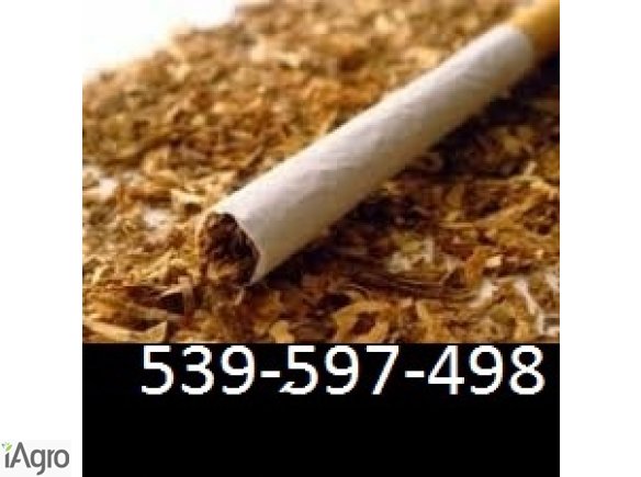 Super tytoń wszystkie rodzaje ld,marlboro,korsarz 539-597-498